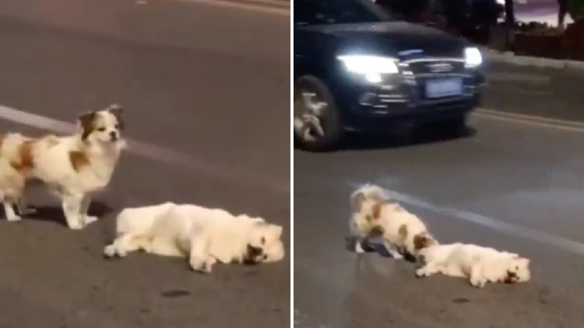 Loyal Dog Refuses To Leave Fallen Friend's