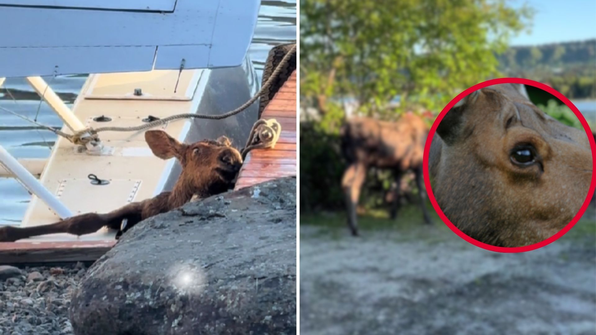 Mama Moose Cries In Agony As Her Baby Gets Stuck Between A Boat And The Dock