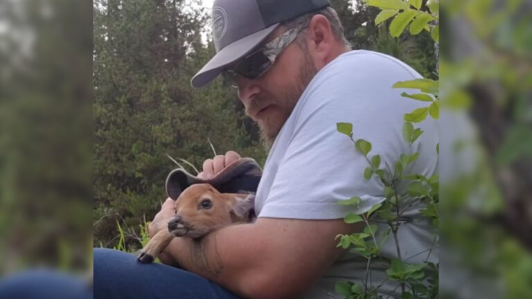 man saved a fawn