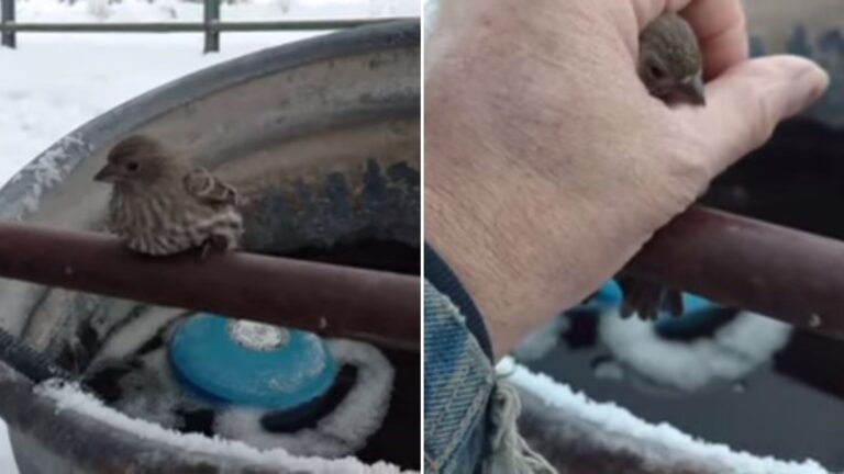 Man Spots A Tiny Bird Frozen To A Pipe And Saves The Day With A Brilliant Plan
