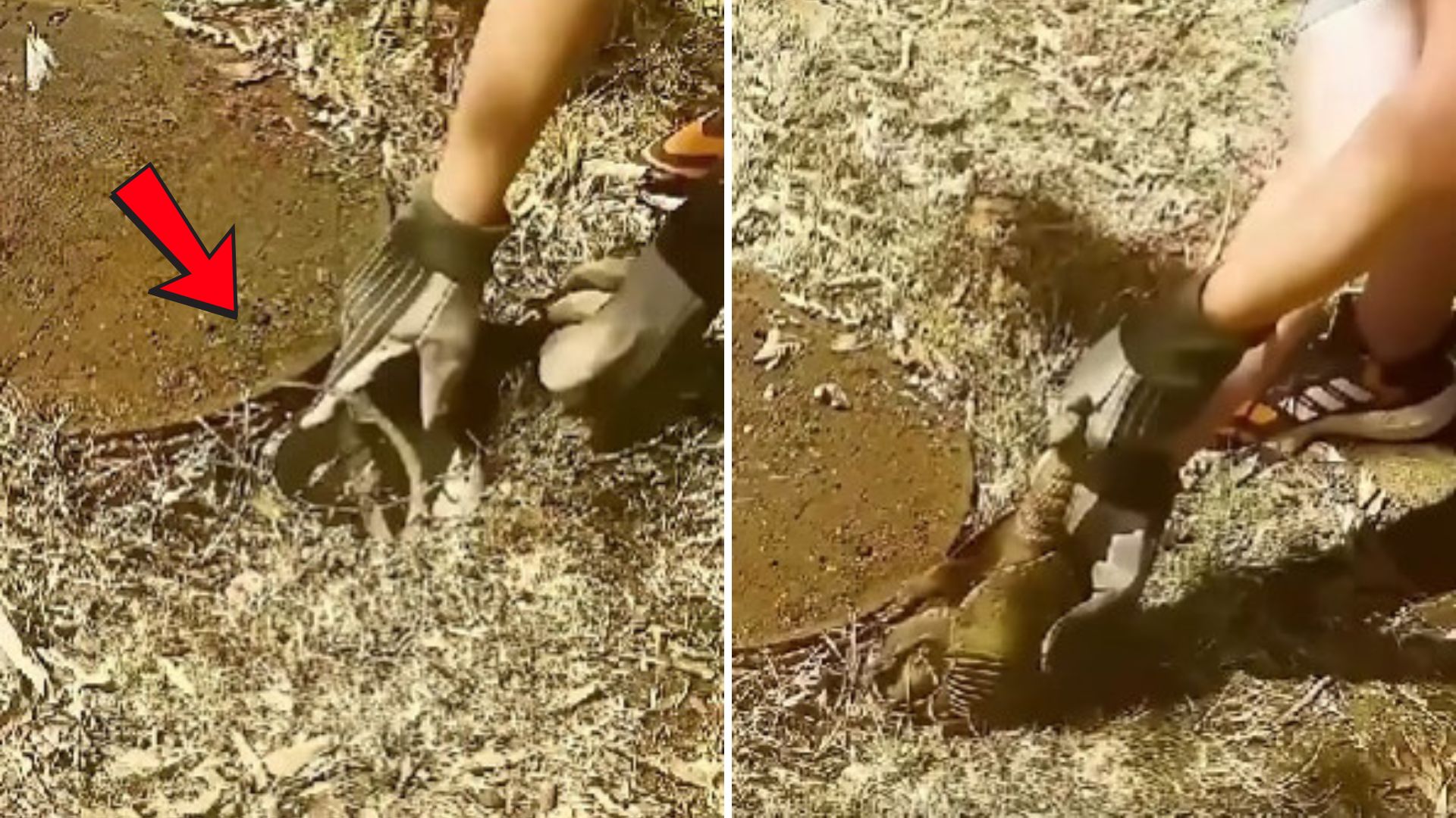 Man Notices A Peculiar Tail Wiggling From A Small Hole In The Ground And Decides To Investigate