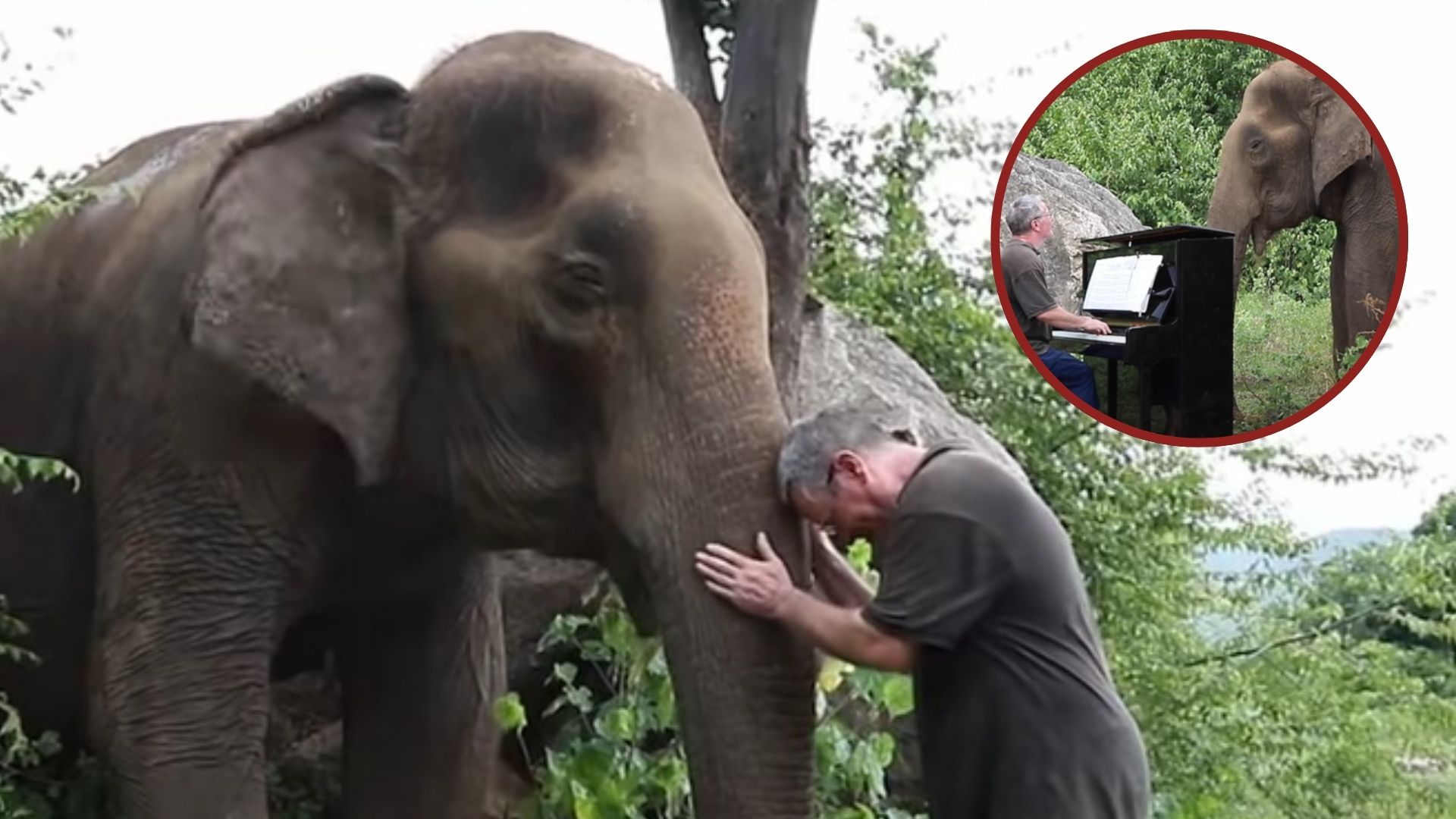 man plays piano for elephant