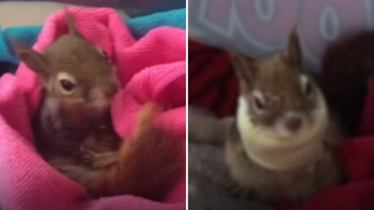 injured squirrel