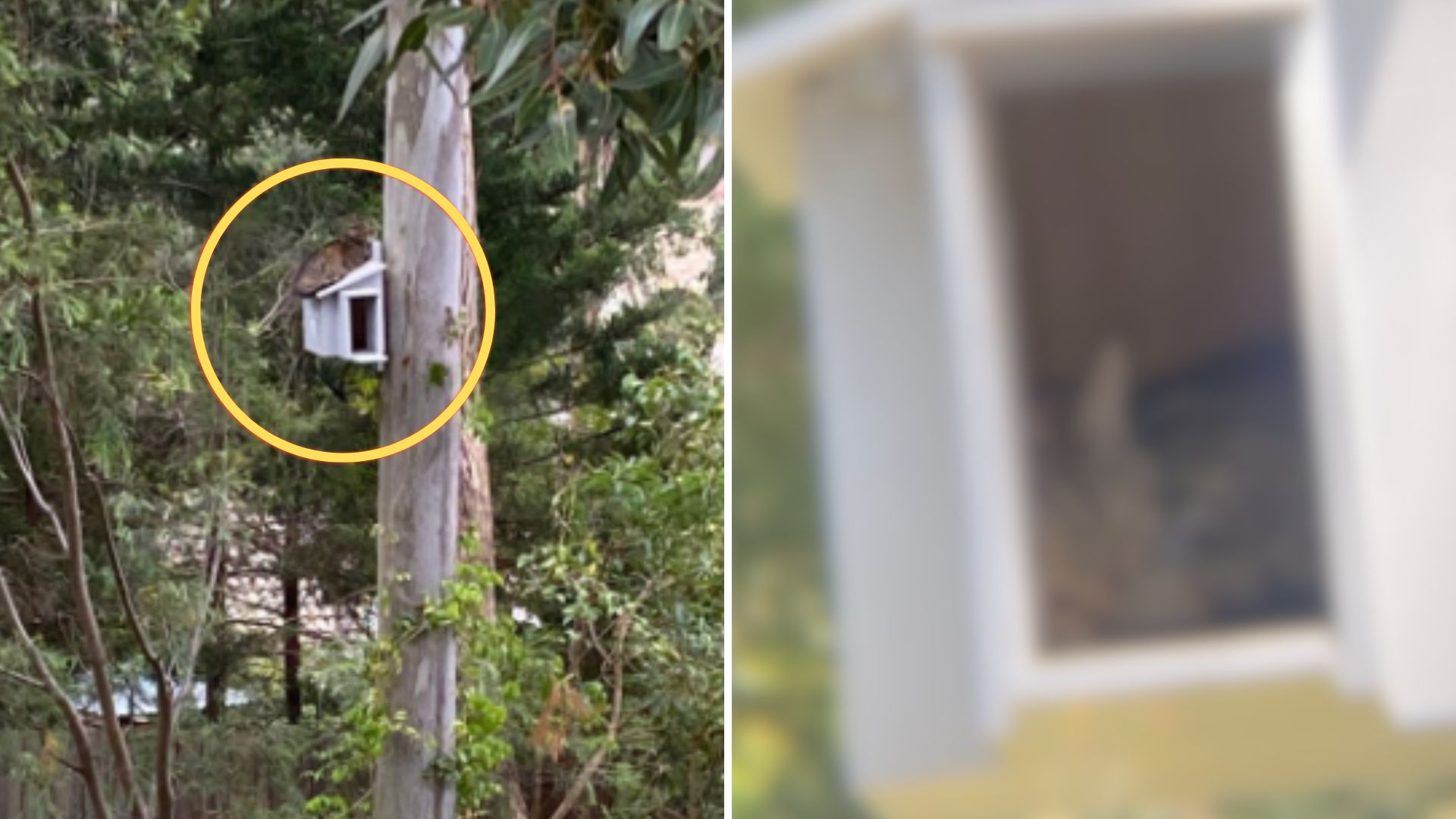 owl box claimed by cat