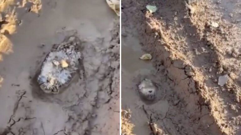hedgehog stuck in mud