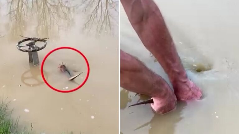 man saving a turtle from water