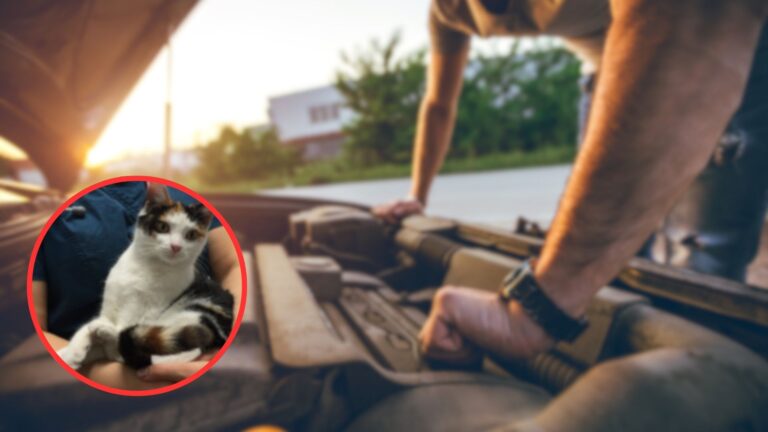 man saving cat from engine