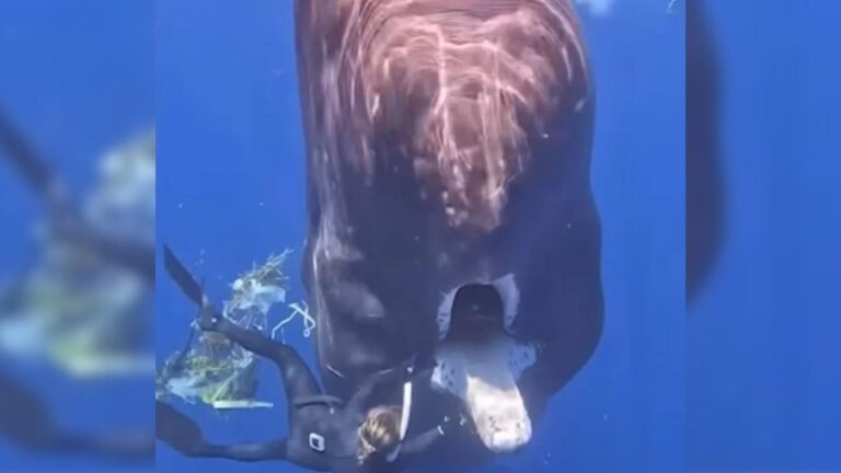Marine Photographer Performs A Jaw-Dropping Rescue On A Choking Whale With Her Bare Hands