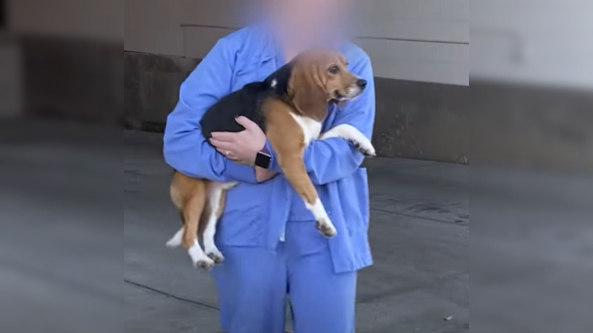 Medical Lab Beagle Finally Free From Cage Life Learns How To Be A Dog Again