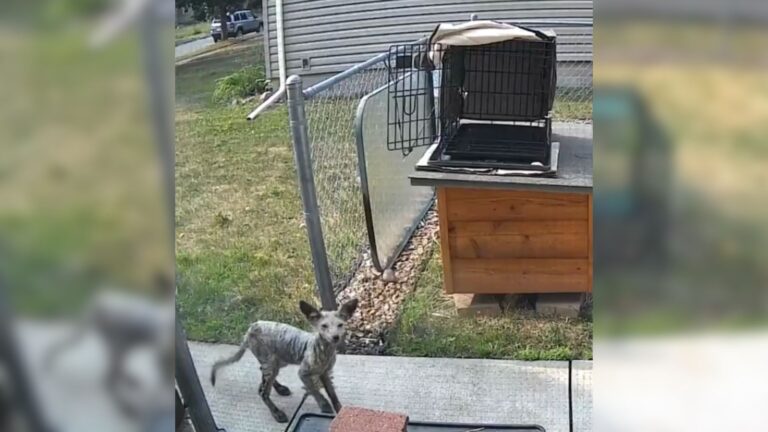 fox in yard