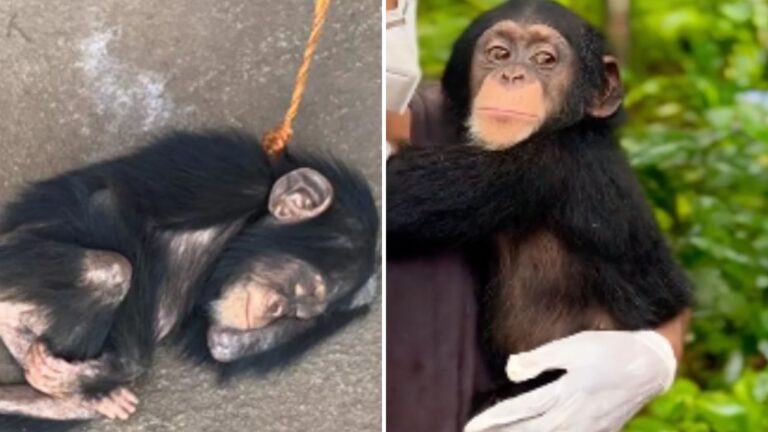 orphaned chimp