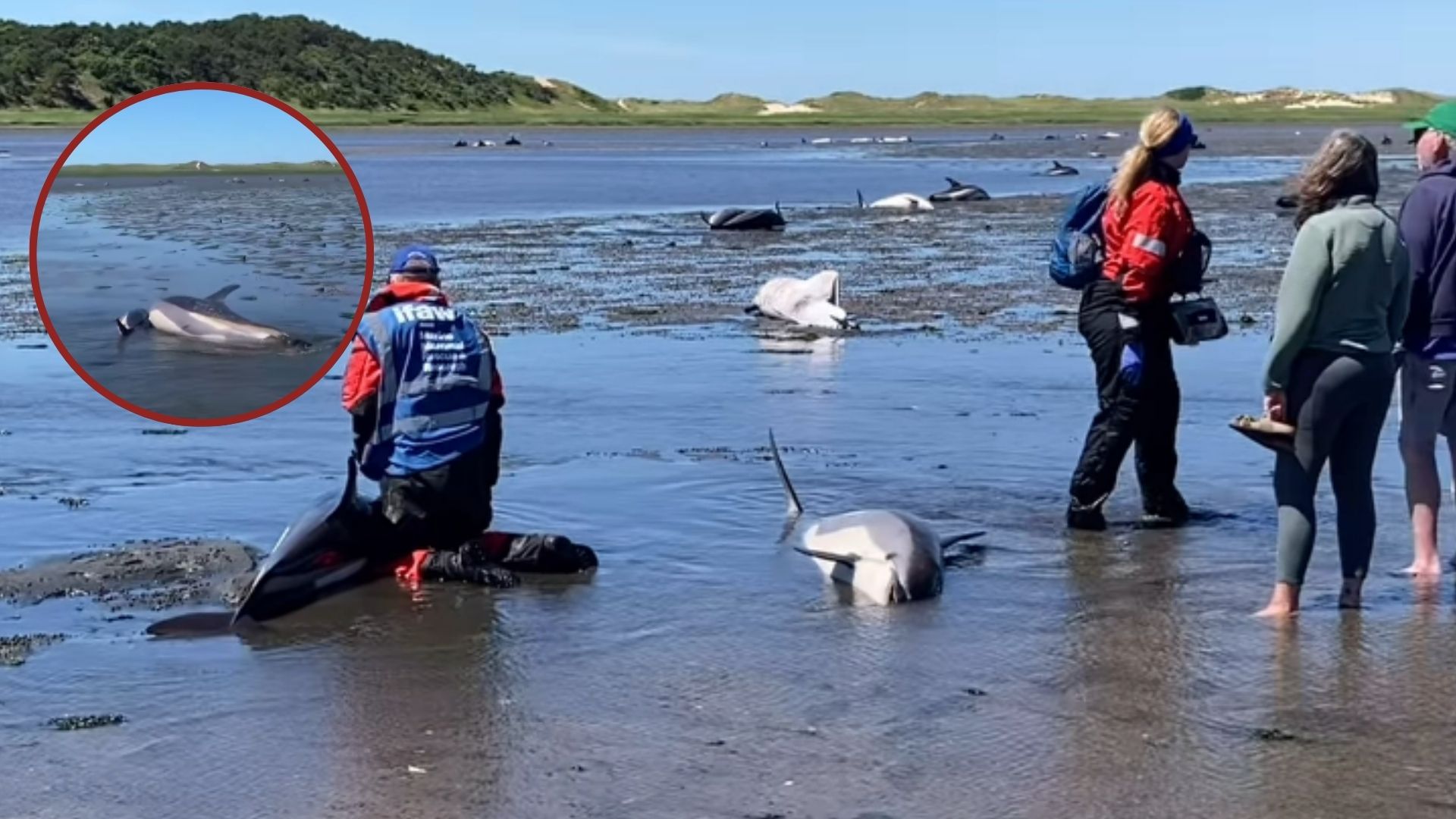 doplhins stranded on a coast