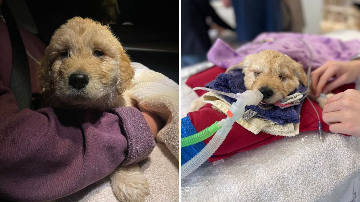 Owner Brings Puppy With Birth Defect To The Clinic To Be Euthanized ...