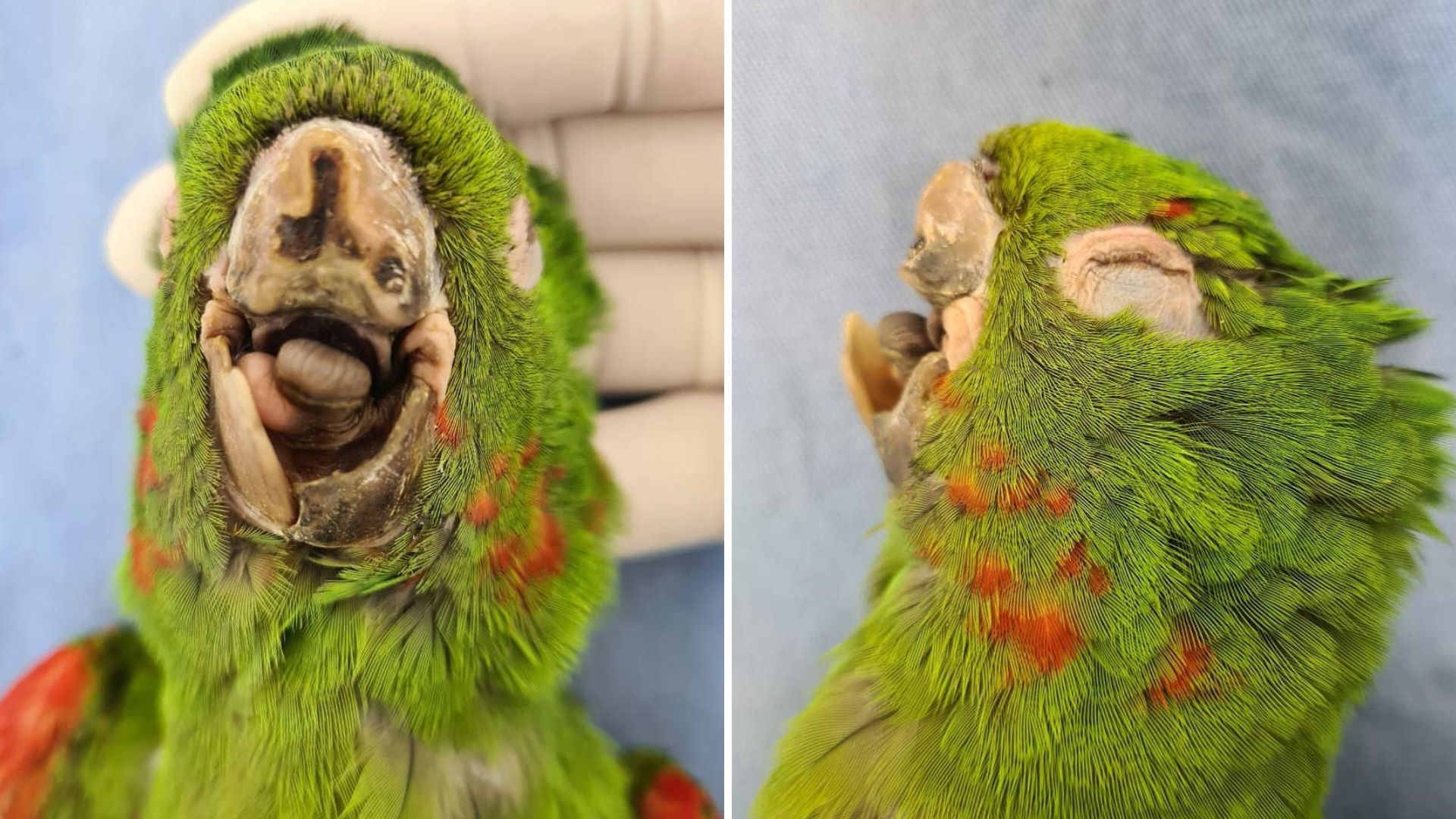 Parrot With Damaged Beak Had Slim Chances Of Survival Until A Twist Of Fate Altered Its Destiny