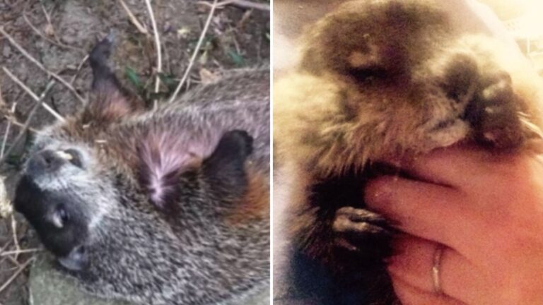 Pennsylvania Woman Saves A Blind Woodchuck Found In A Backyard Living Her Last Moments