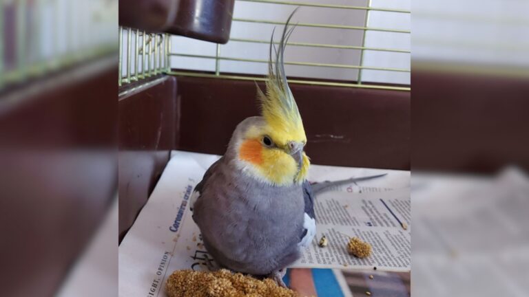 cute parrot