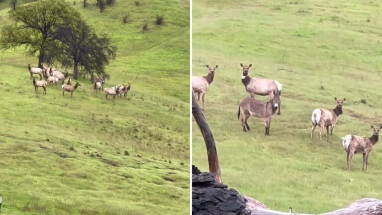 pet donkey