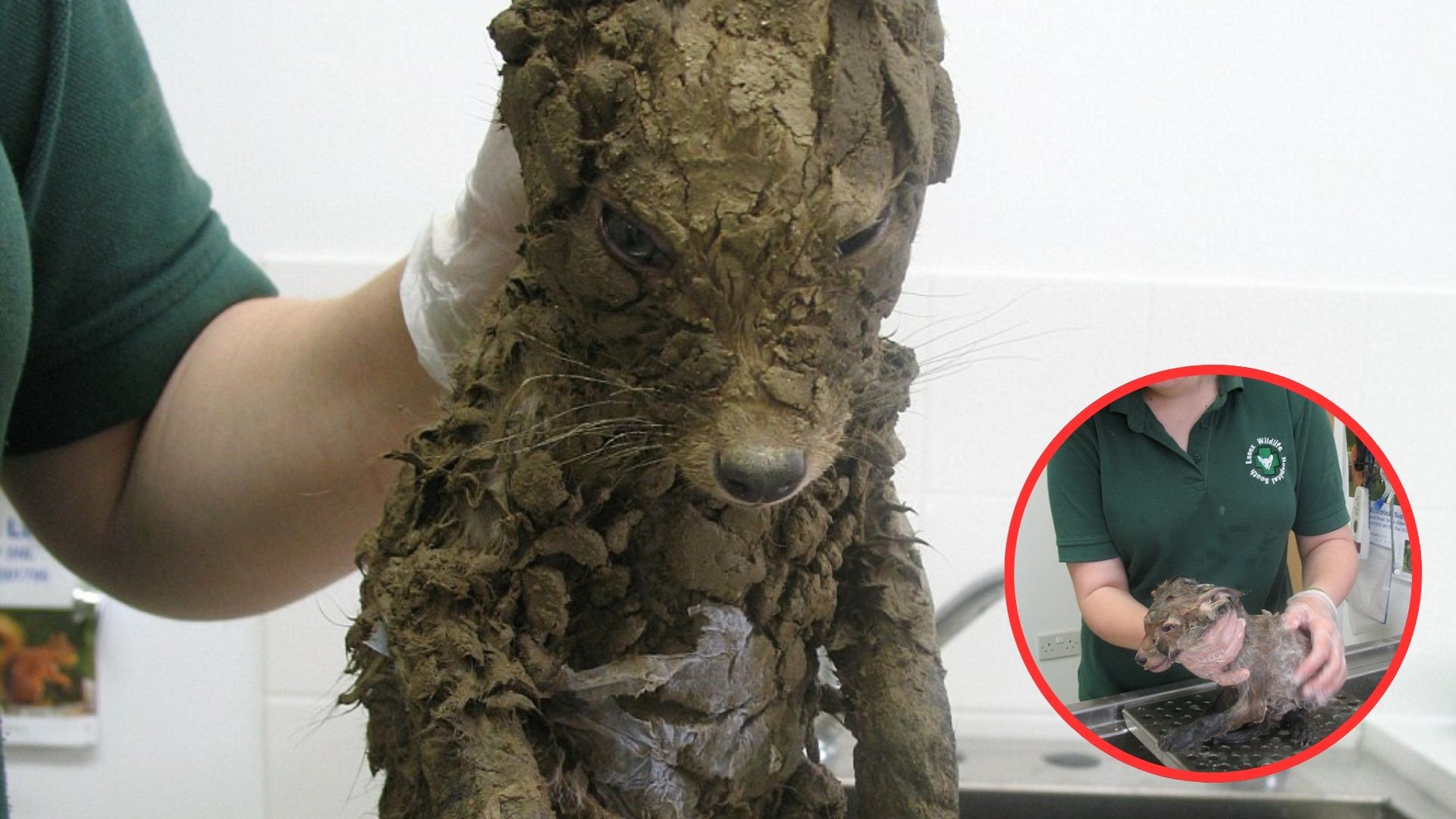 Puppy Covered In Mud Saved From Construction