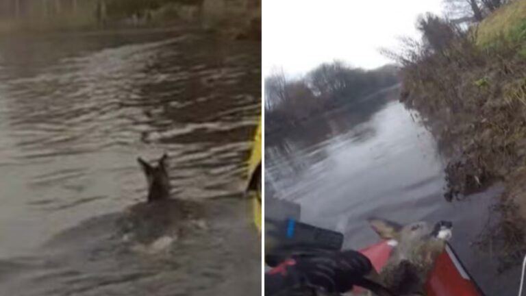 four deer stranded