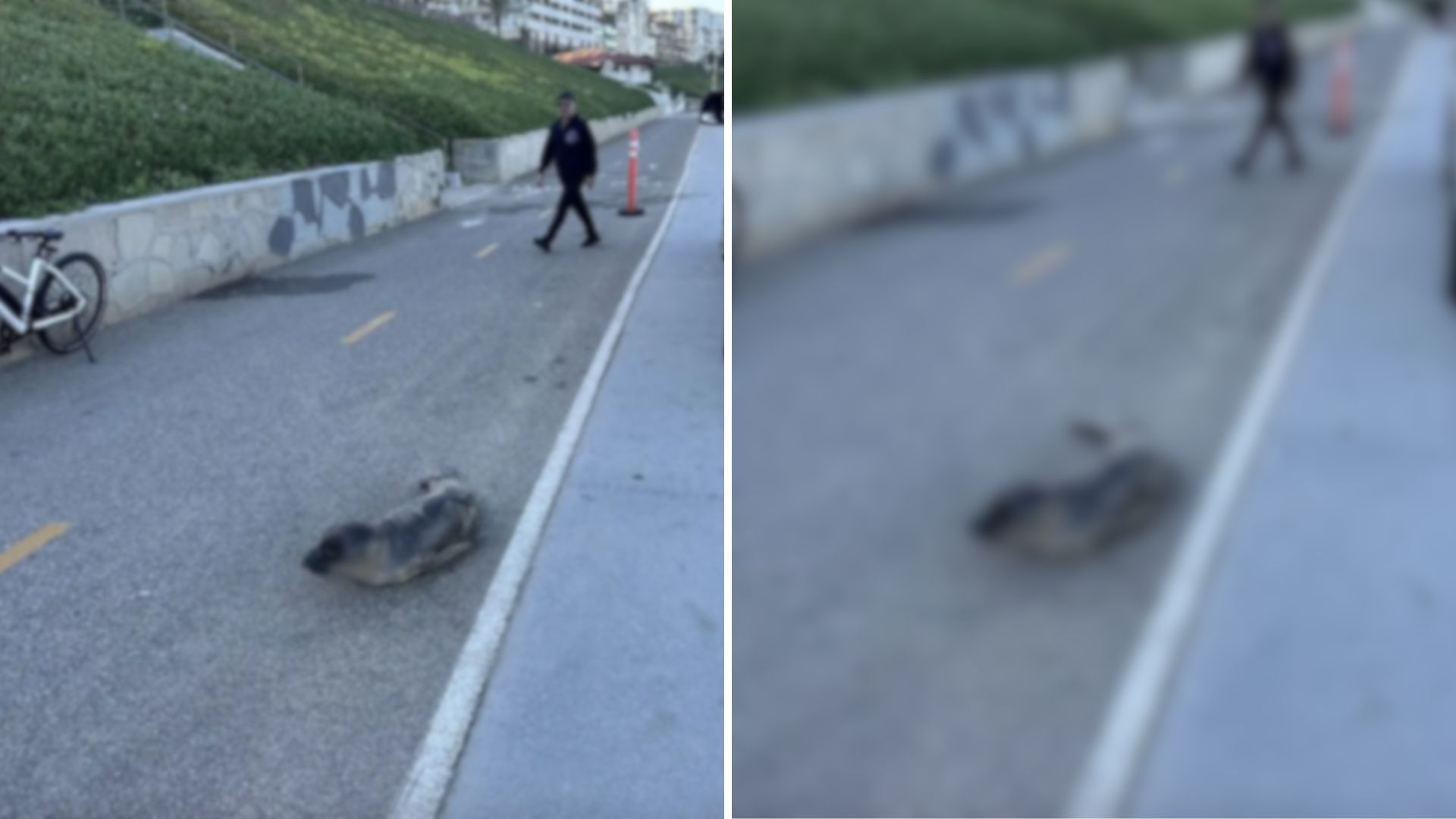 bike path blocked with pup seal