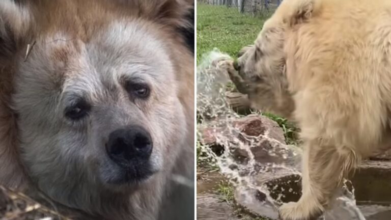 circus bear