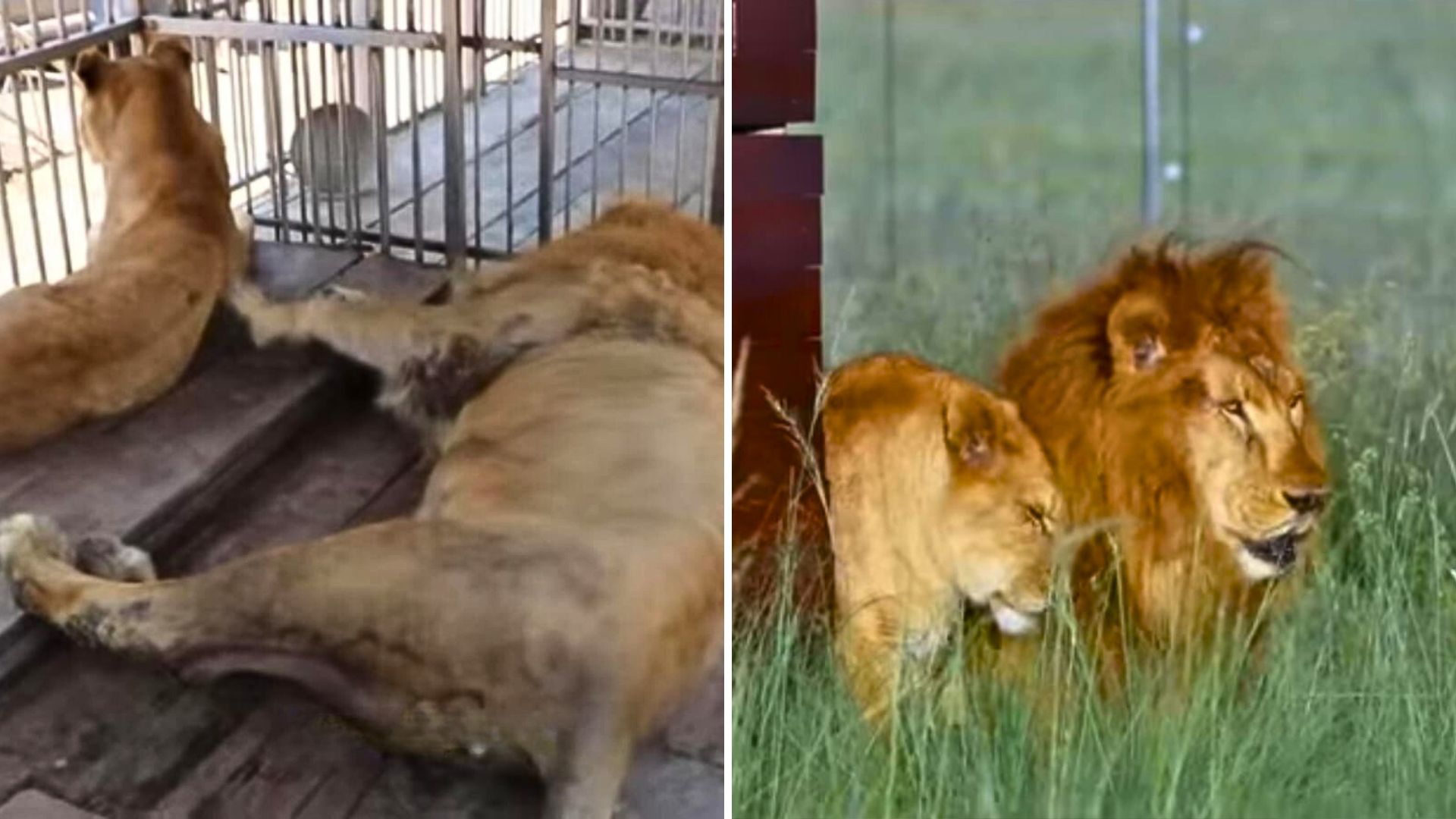 Rescued Circus Lions Taste Freedom