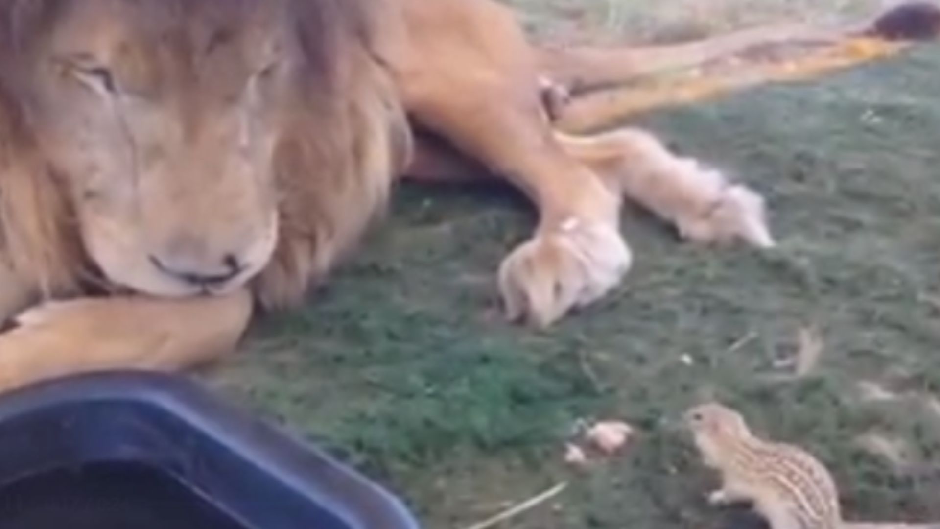 Rescued Lion Melts Hearts By Sharing His Treats With A Tiny Squirrel