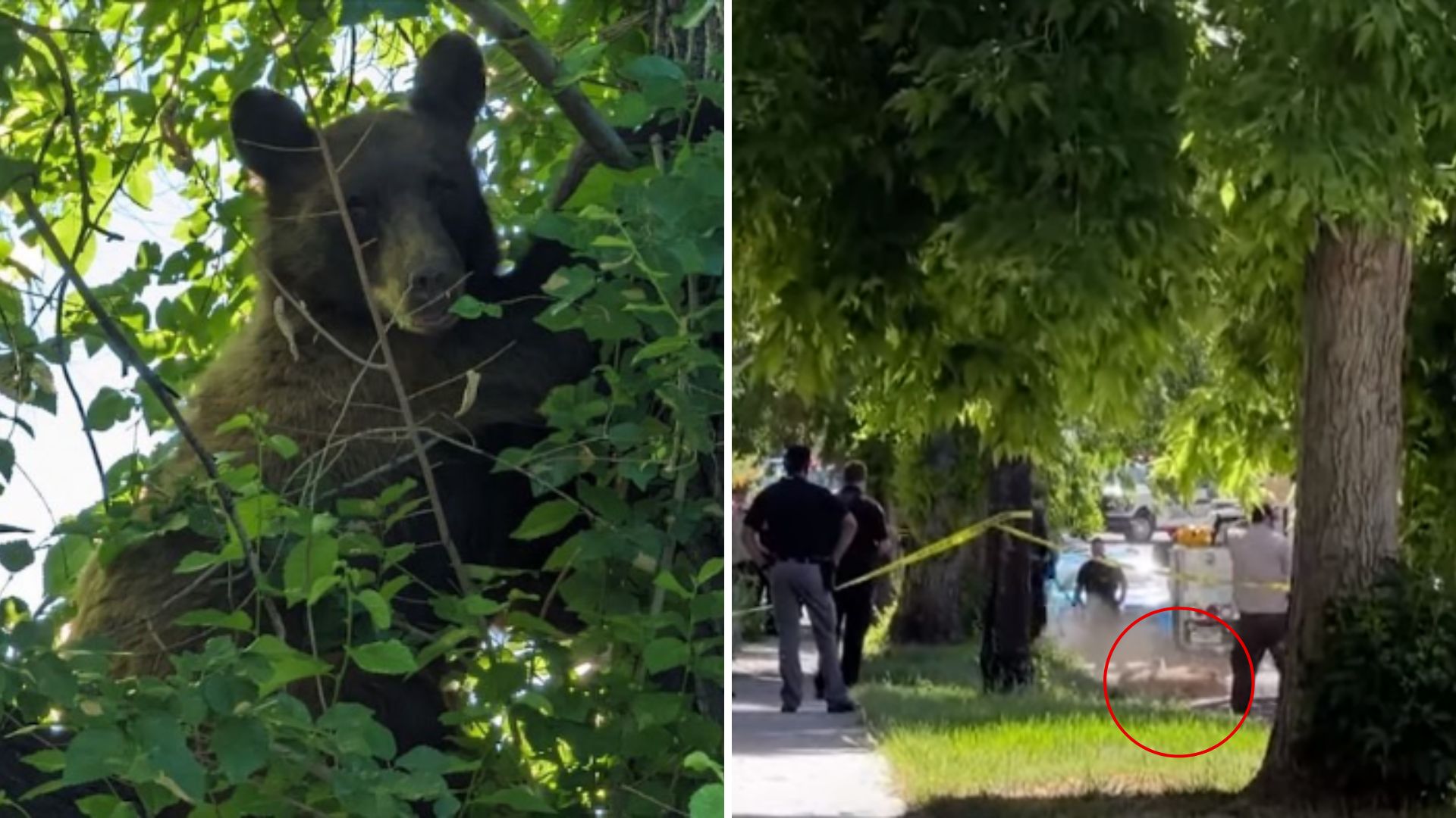 black bear on a tree