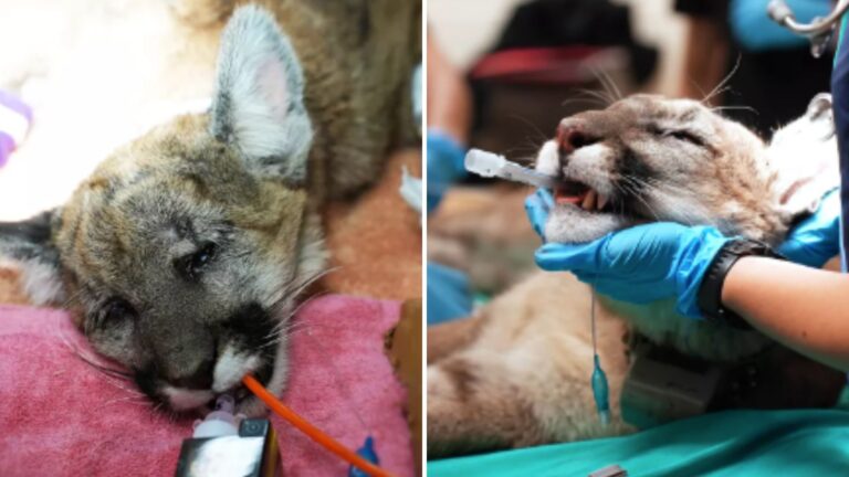 Severely Injured Baby Mountain Lion