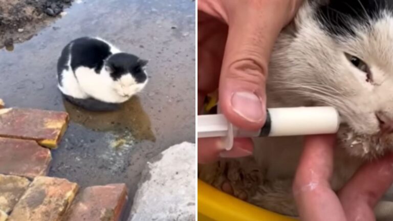 sick cat