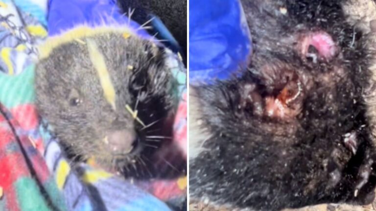 Sick Skunk's Battle With Maggot Infestation