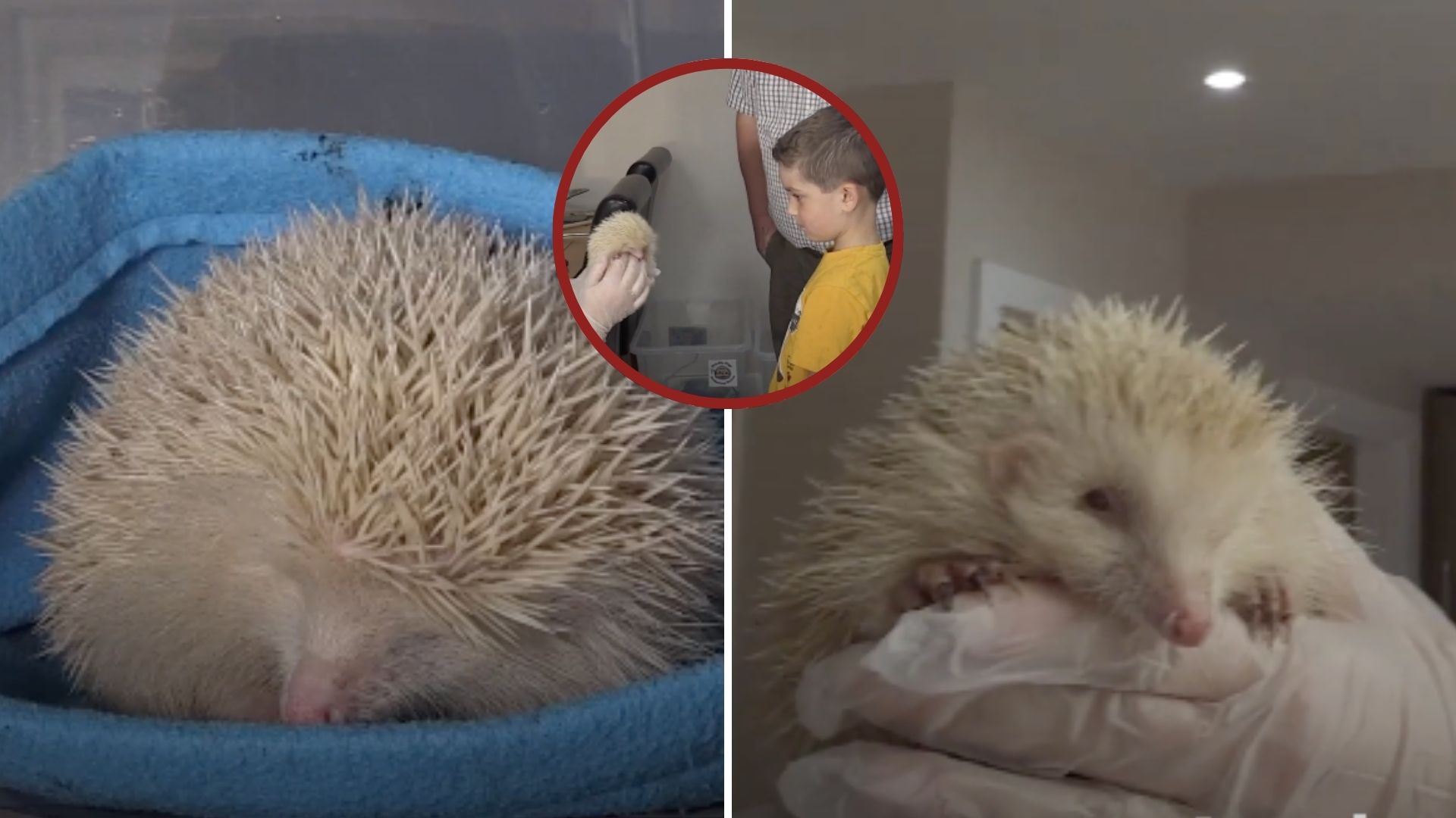 Six-Year-Old Boy Rushes To Help Rare Albino Hedgehog On The Verge Of Passing