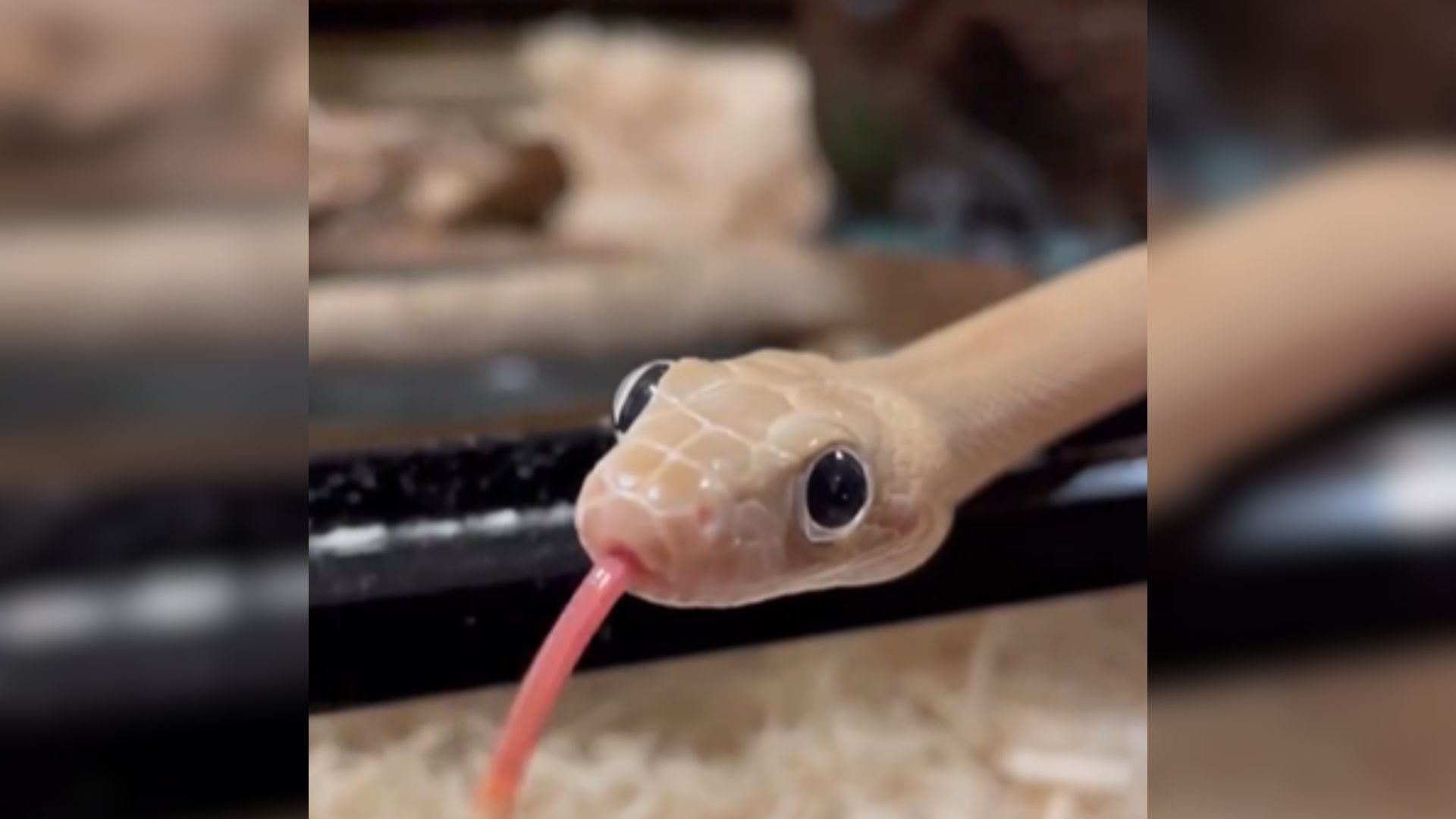 This Adorable Snake Will Help You Overcome Your Fear Of Reptiles For Good