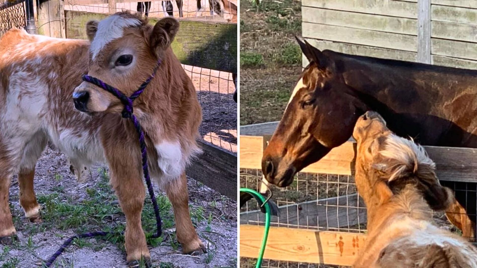 This Bull Just Can’t Stop Kissing His Horse Pal, Even Though He Keeps Getting Pushed Away