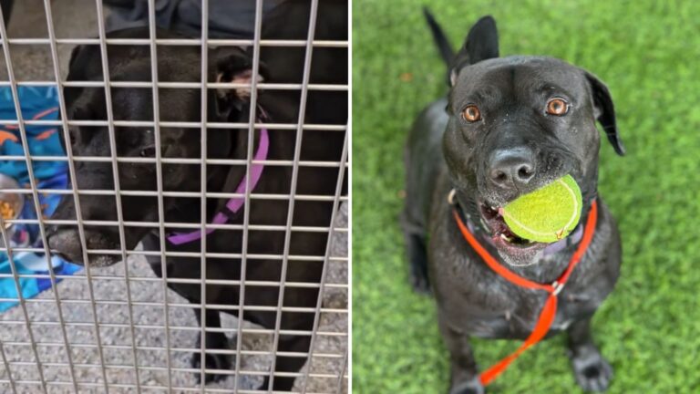dog with tennis ball