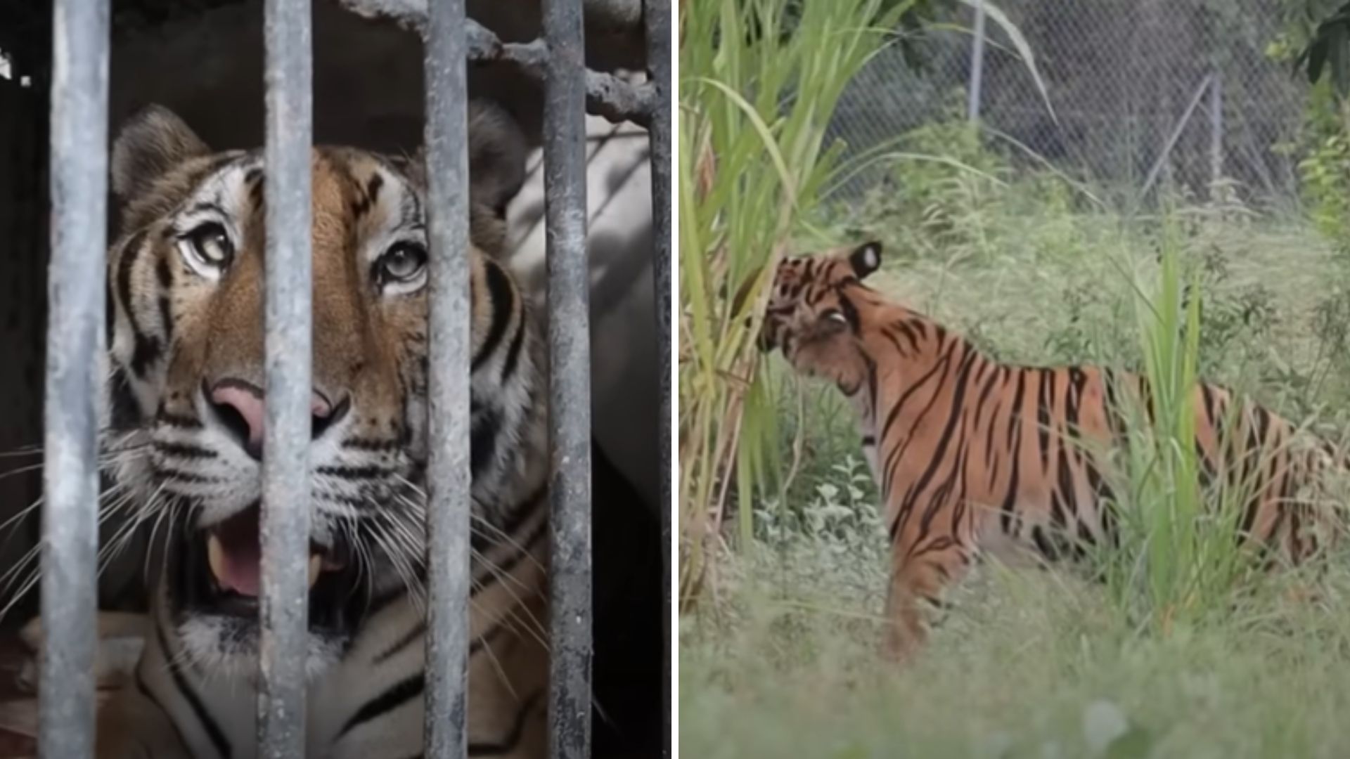 Tiger Chained Up Her Whole Life Finally Steps On Grass For The First Time