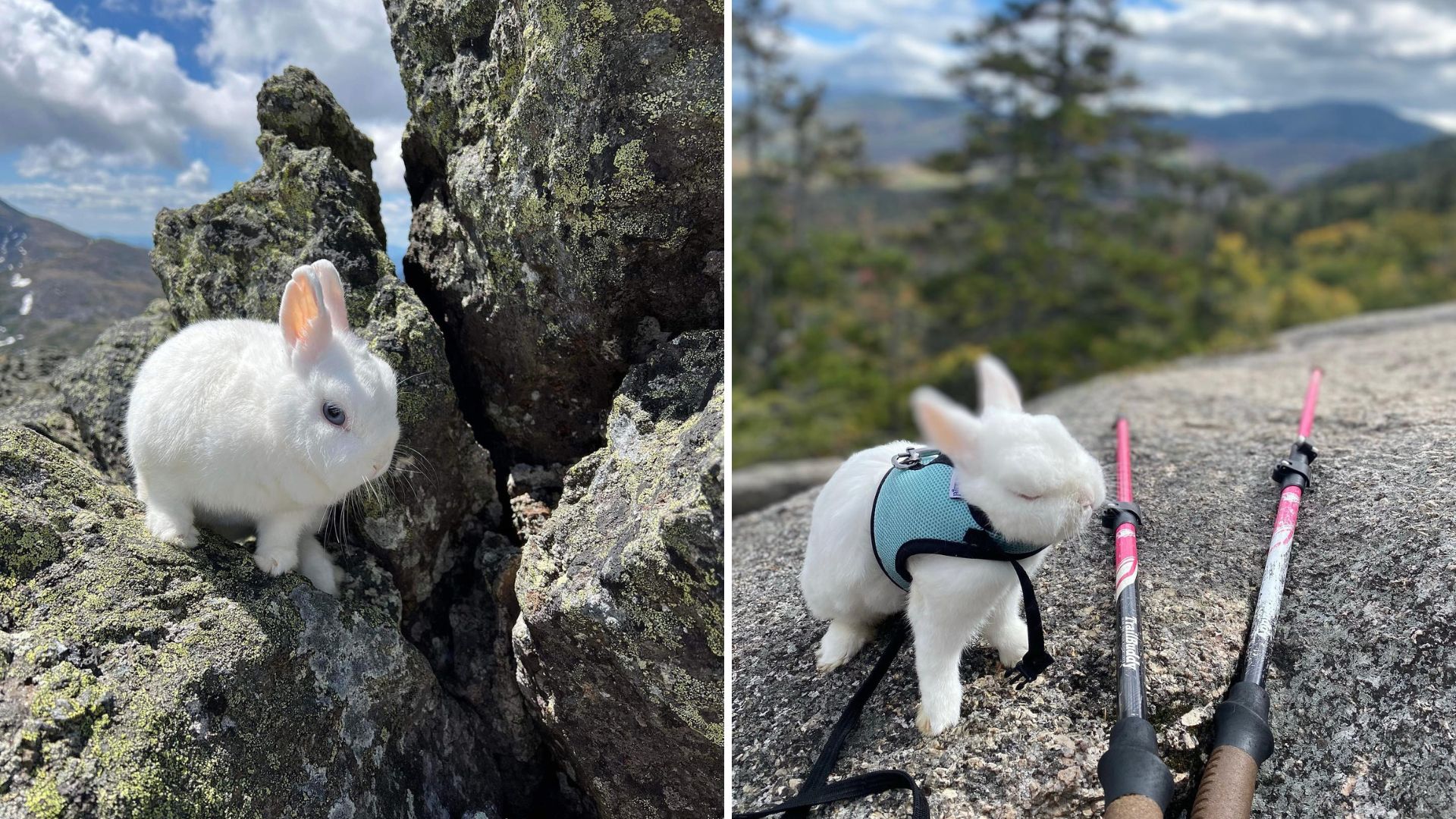 Tiny Bunny Proves He’s A True Hiker By Conquering All 48 Of New Hampshire’s 4,000-Foot Peaks