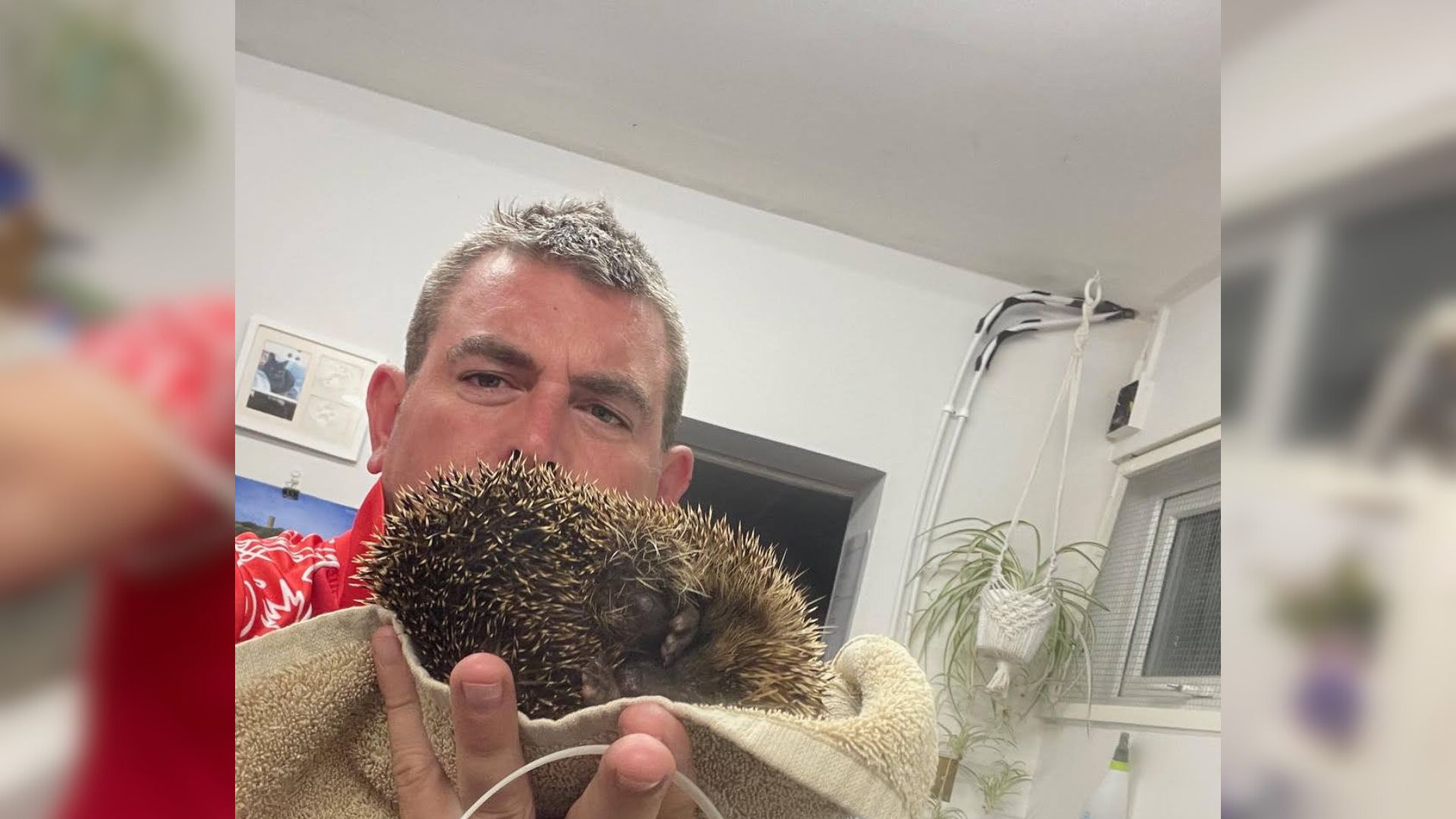 man holding tiny hedgehog