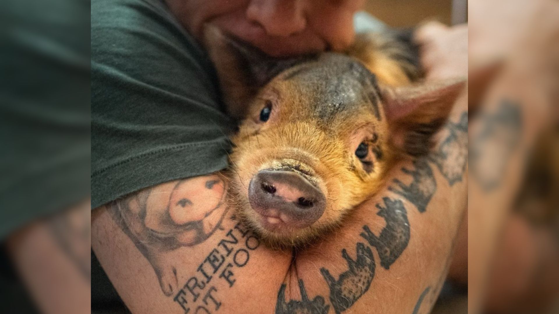 Tiny Piglet Miraculously Survives A Vicious Dog Attack And Becomes A Sanctuary Superstar