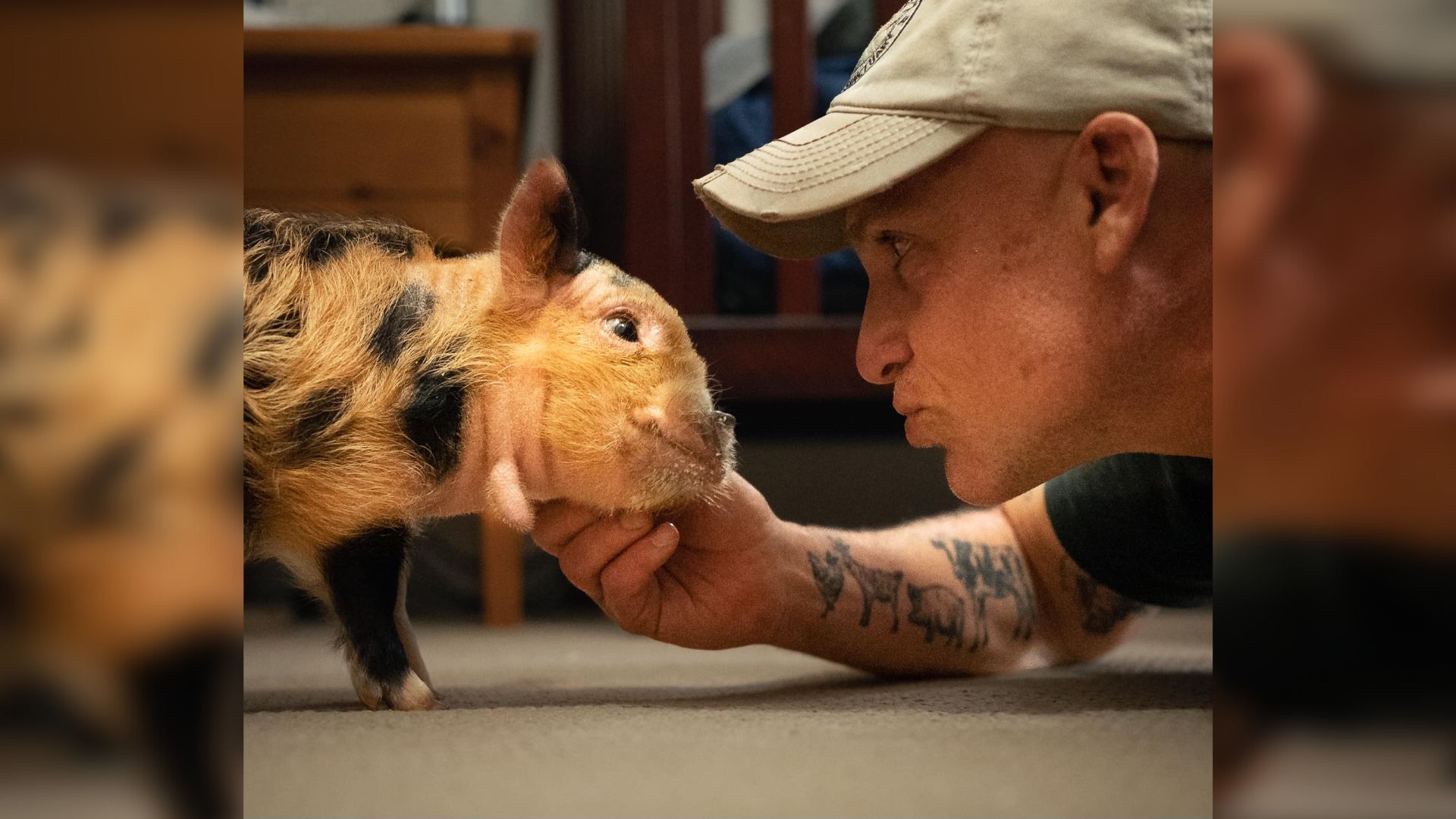 man looking at tiny piglet