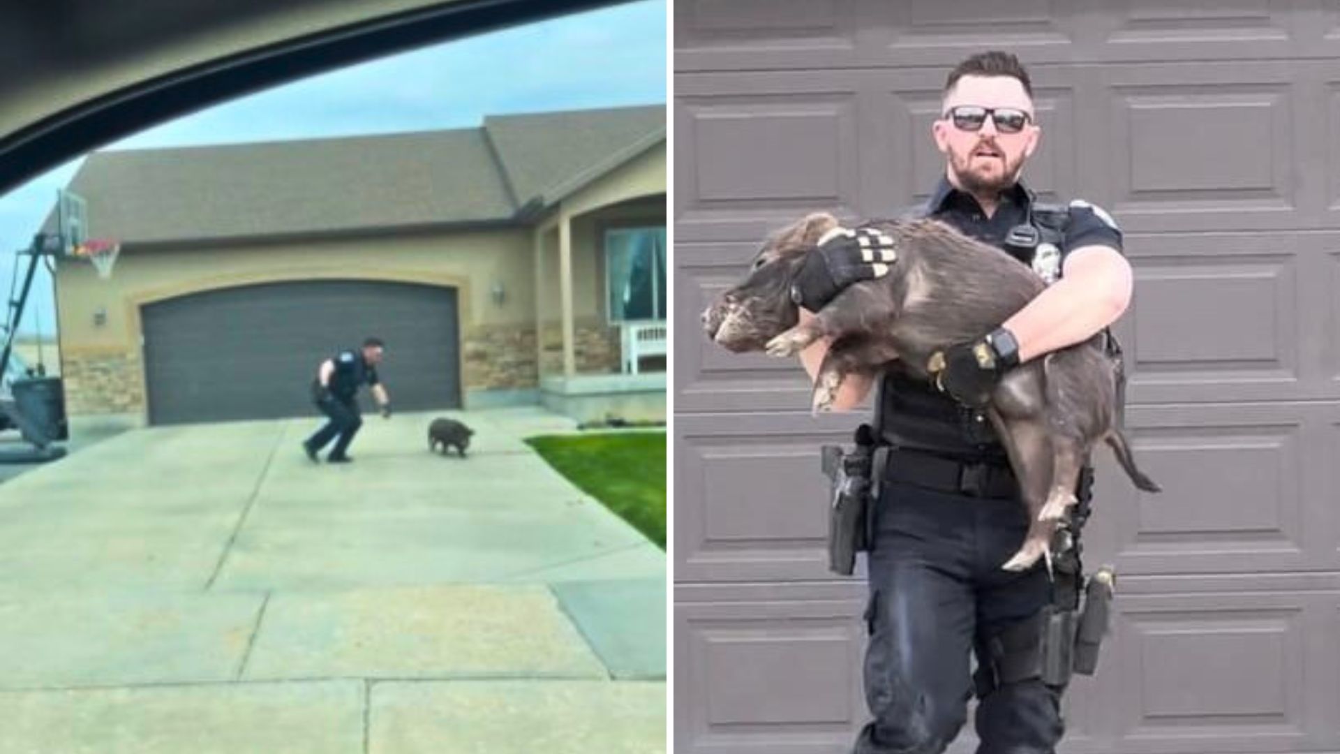 police officer holding a hog