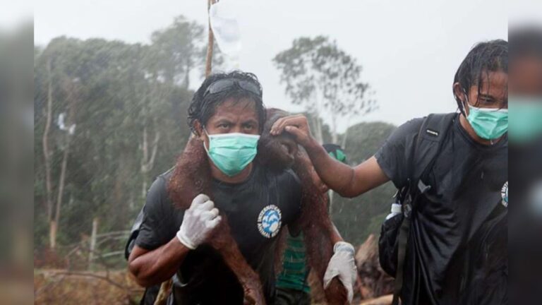 Wild Orangutan Makes A Desperate Stand Against Bulldozer Tearing Down The Last Tree In His Home
