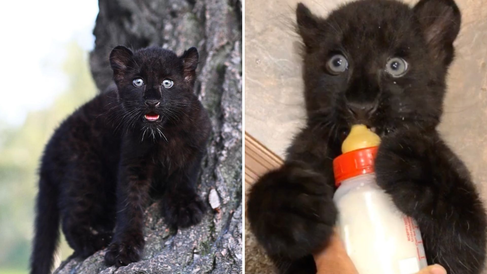 Woman Decides To Help Panther Cub In Need But What Happens Next Will Amaze You