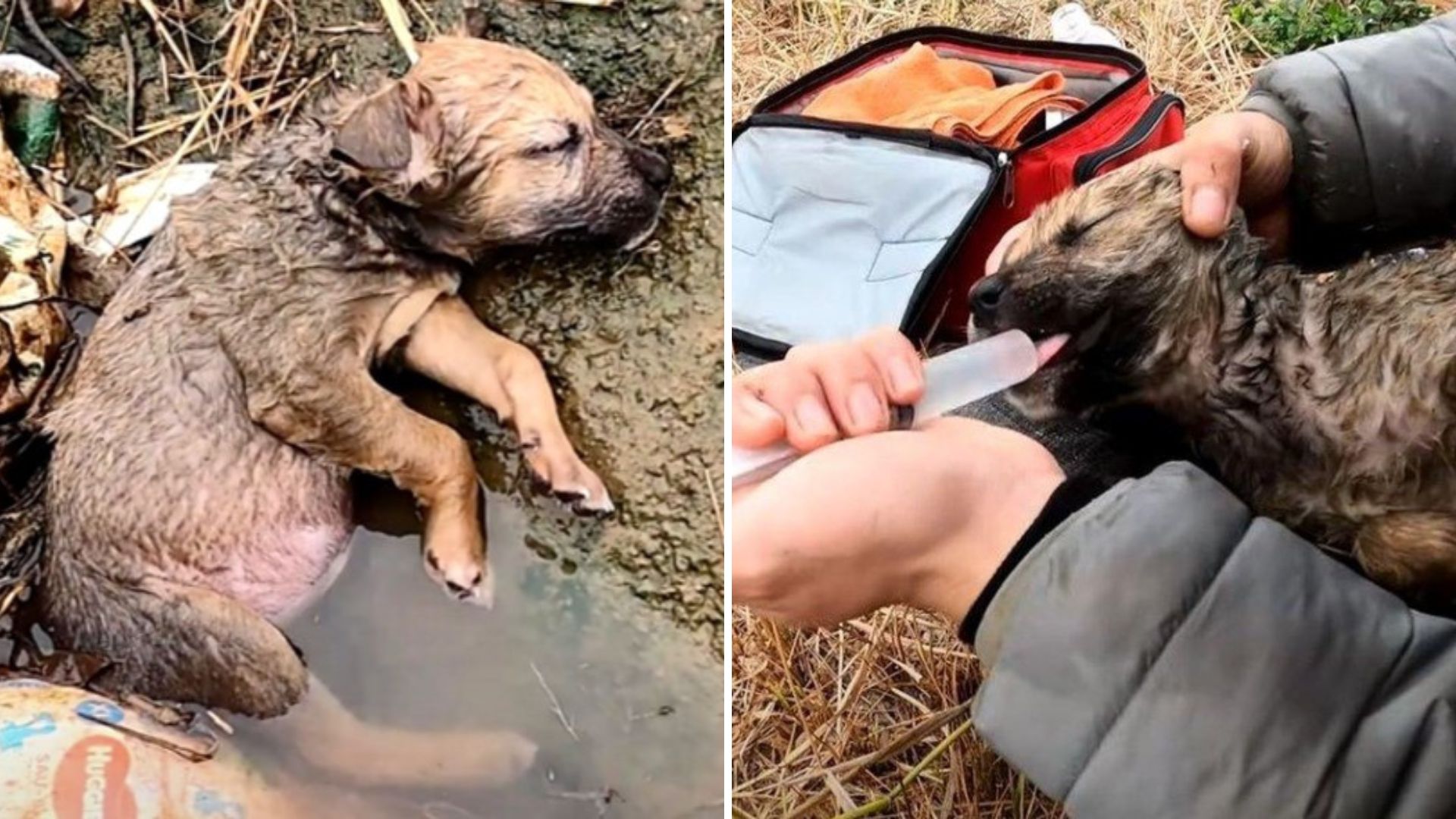 puppy abandoned in a ditch