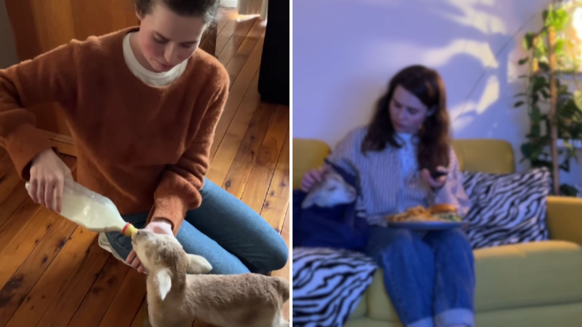 Woman Rescues Baby Lamb And Ends Up Having The Weirdest Roommate