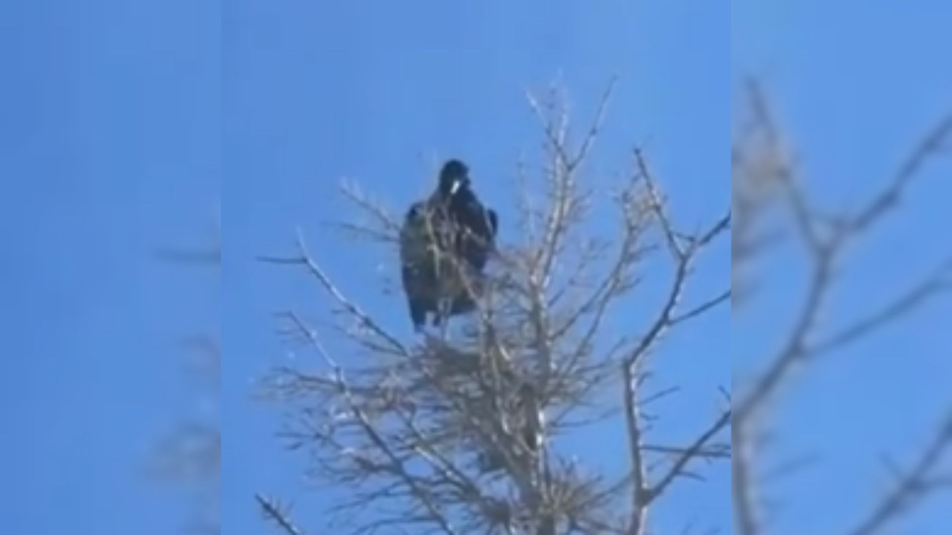 Woman Confused After Hearing Someone Calling Her As The Only Living Being In Sight Is A Crow