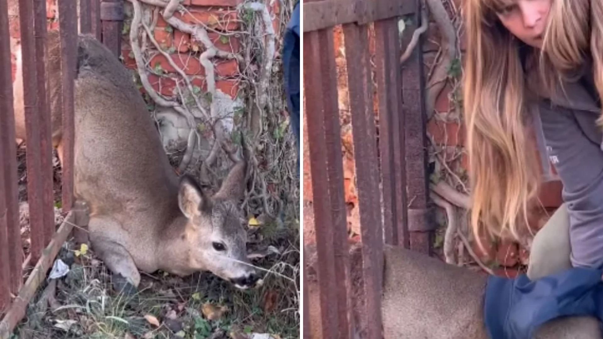 Woman Witnesses A Terrified Deer Stuck In Fence Desperately Struggling To Survive