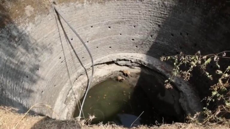 Two Wild Babies Trapped In A Well Get A Second Chance At Life Thanks To A Kind Boy