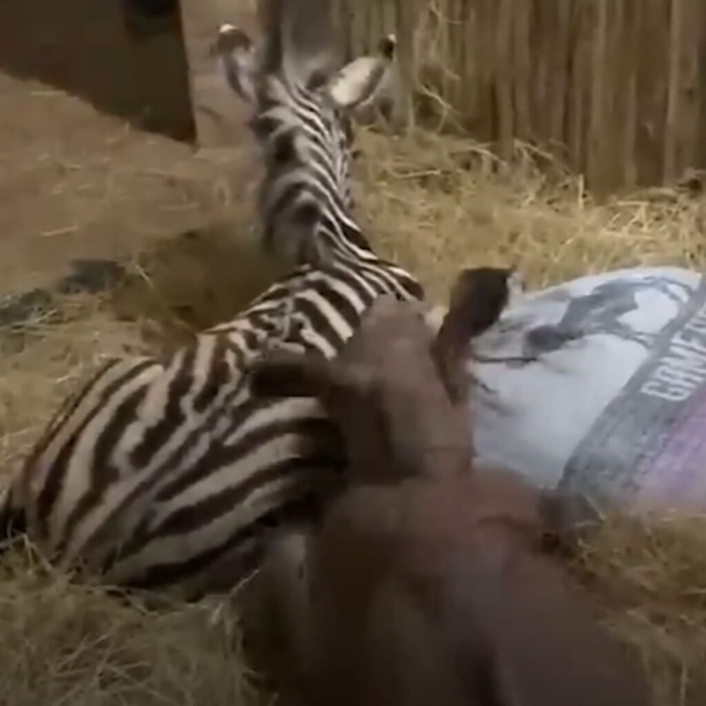 a baby zebra and a rhino are lying in the barn on the hay