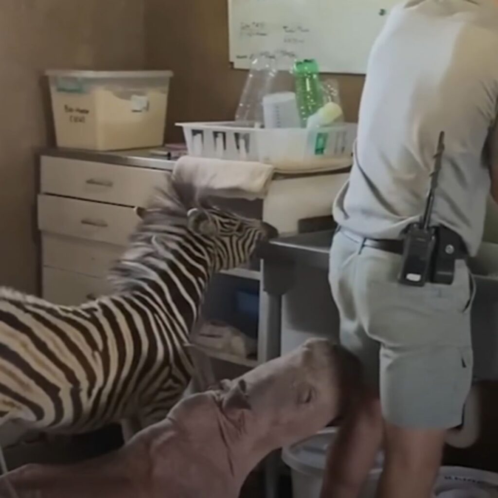 a baby zebra and a rhino follow a man at the sink